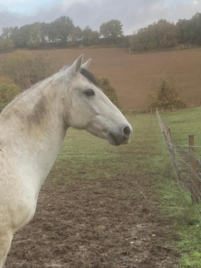 Clermont-Dessous Chez Sophie - Gite Et Gite Equestre מראה חיצוני תמונה